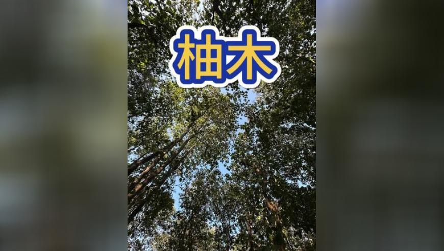 特朗普与石破茂会面,2O24最新奥马免费资料,重点解答解释落实_创新版V10.64